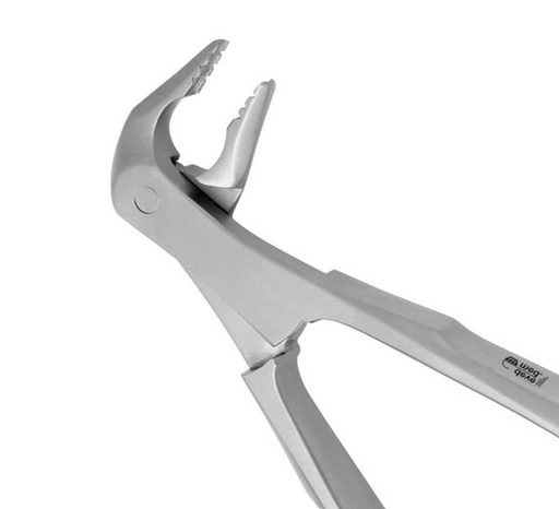 DAVIER INCISIVE ET PREMOLAIRE INFÉRIEURE #36M (1300)